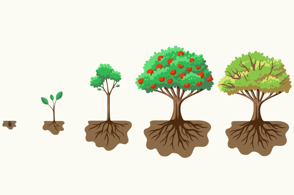 مراحل رشد  کسب و کار